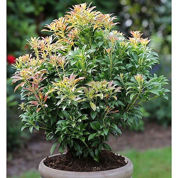 Schattenglöckchen Lavendelheide Passion 40-50cm - Pieris japonica günstig online kaufen