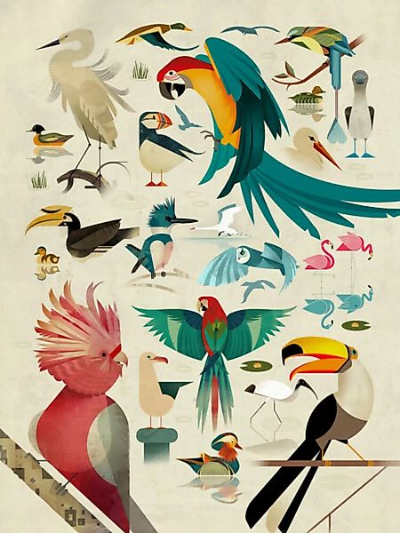 Poster / Leinwandbild - Vögel günstig online kaufen