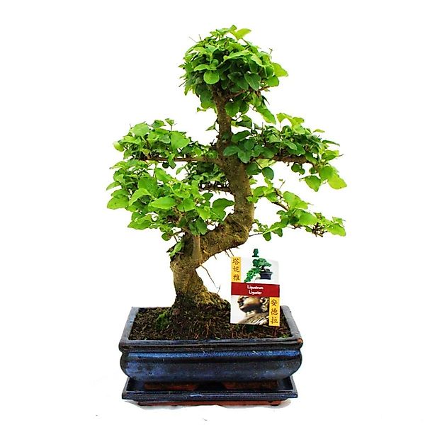 Exotenherz Bonsai Chinesischer Liguster Ligustrum Sinensis ca. 8 Jahre günstig online kaufen