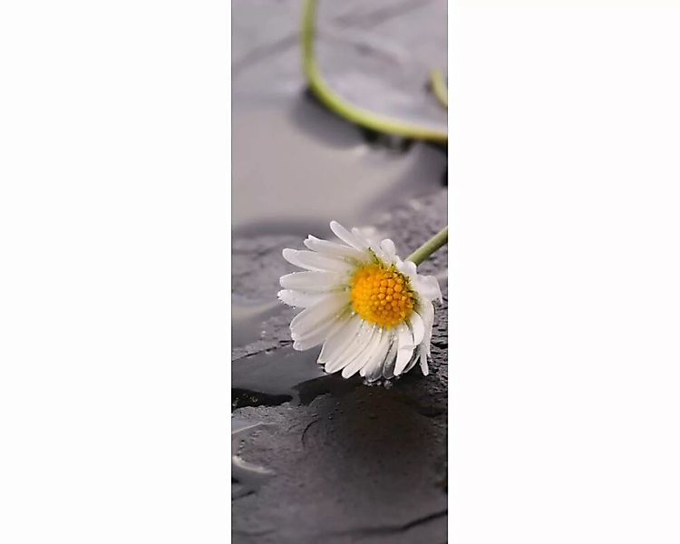 Dekopanel "Gnseblmchen" 1,00x2,50 m / Glattvlies Brillant günstig online kaufen