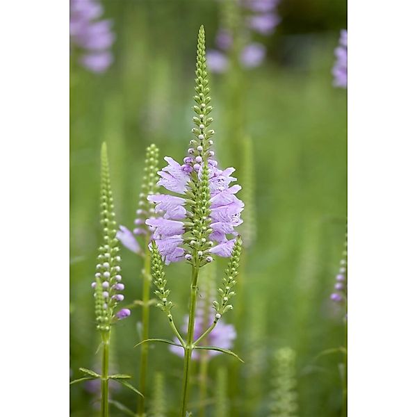Physostegia Virginiana Rosea Virginische Gelenkblume Gen. Ca. 9x9 cm Topf günstig online kaufen
