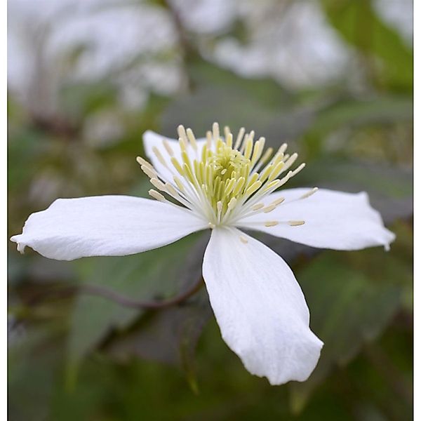 Berg Waldrebe Wilsonii 60-80cm - Clematis montana günstig online kaufen