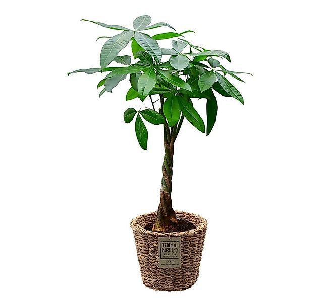 Green Me Up Zimmerpflanze Große Glückskastanie, Wächst in Erde, Pflegeleich günstig online kaufen