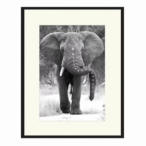 Any Image Wandbild Elefant im Anmarsch schwarz Gr. 70 x 90 günstig online kaufen