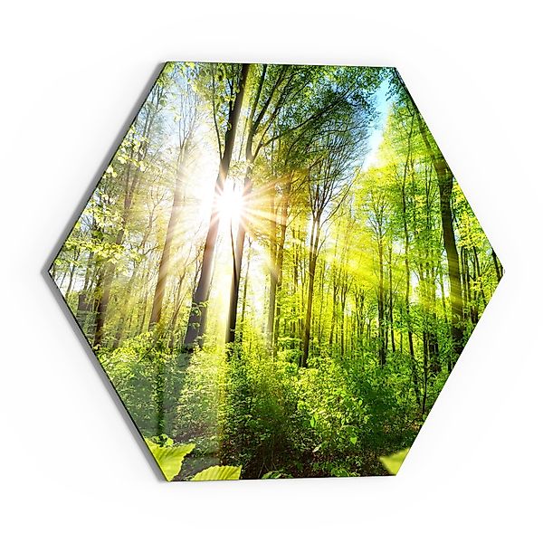 DEQORI Glasbild 'Licht durchdringt Bäume', 'Licht günstig online kaufen