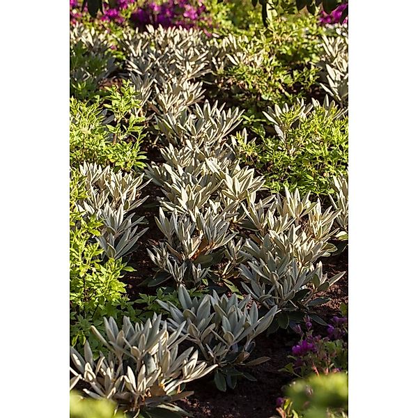 Rhododendron Pachysanthum Silbervelours Silbrig Behaart 40–50 cm günstig online kaufen