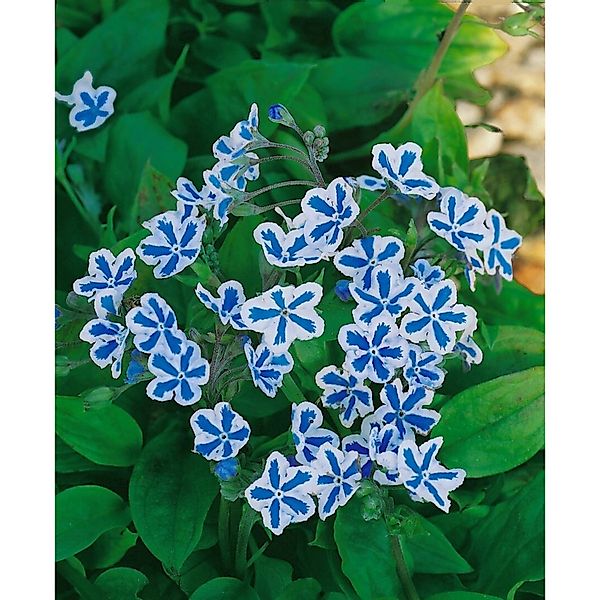 Omphalodes Cappadocica Starry Eyes Kaukasus Vergissmeinnicht Ca 11x11 cm To günstig online kaufen