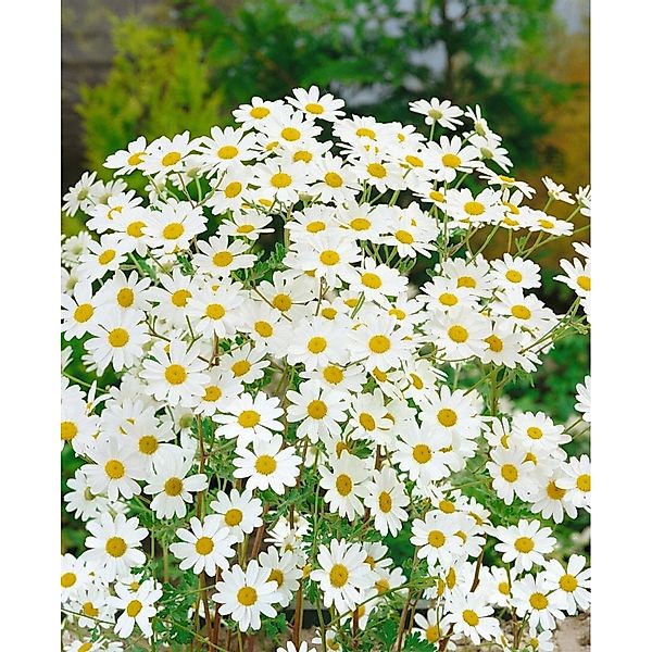 Tanacetum Niveum Färberkamille Ca. 9x9 cm Topf günstig online kaufen
