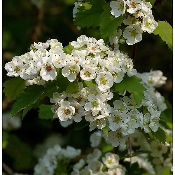 Scharlach-Weißdorn 125-150cm - Crataegus coccinea günstig online kaufen