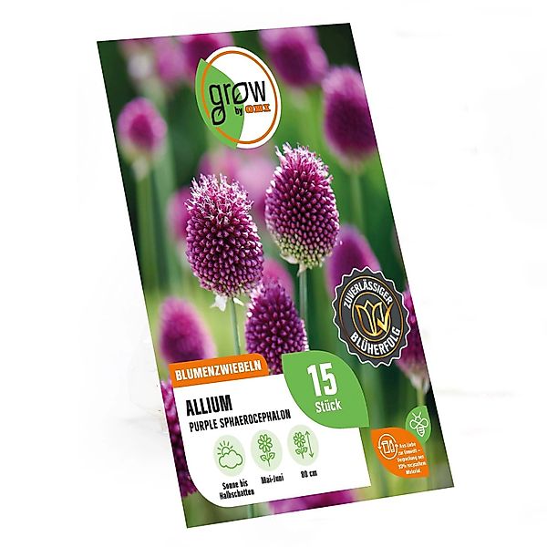 GROW by OBI Allium sphaerocephalon Purple 15 Stück günstig online kaufen