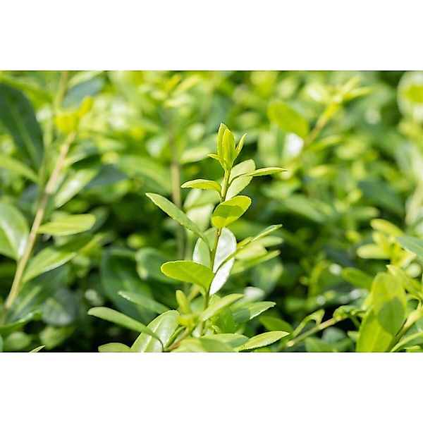Ilex Crenata Hetzii Japanische Stechpalme Kugel 35–40 cm günstig online kaufen