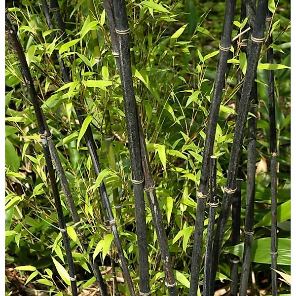 Schwarzrohrbambus 100-125cm - Phyllostachys nigra günstig online kaufen