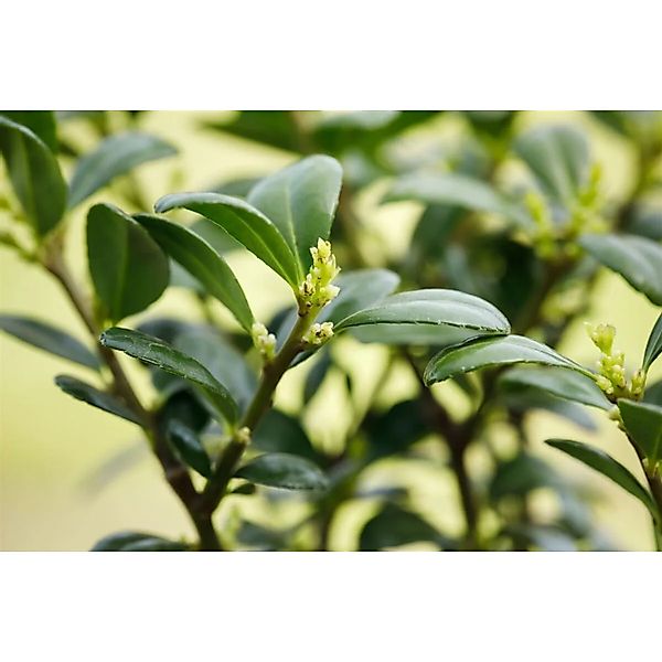 Ilex crenata 'Dark Green' -R- 30-40 cm günstig online kaufen
