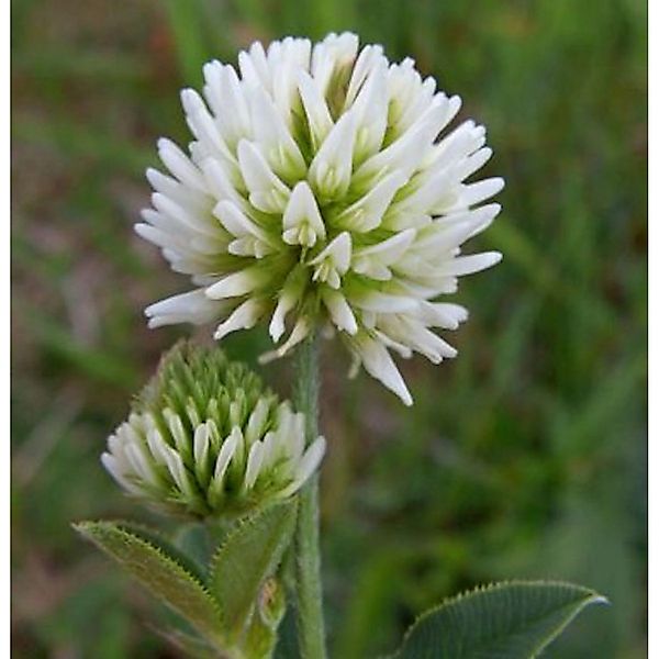 Berg-Klee - Trifolium montanum günstig online kaufen