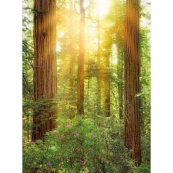 Komar Fototapete Vlies Redwood  200 x 260 cm günstig online kaufen