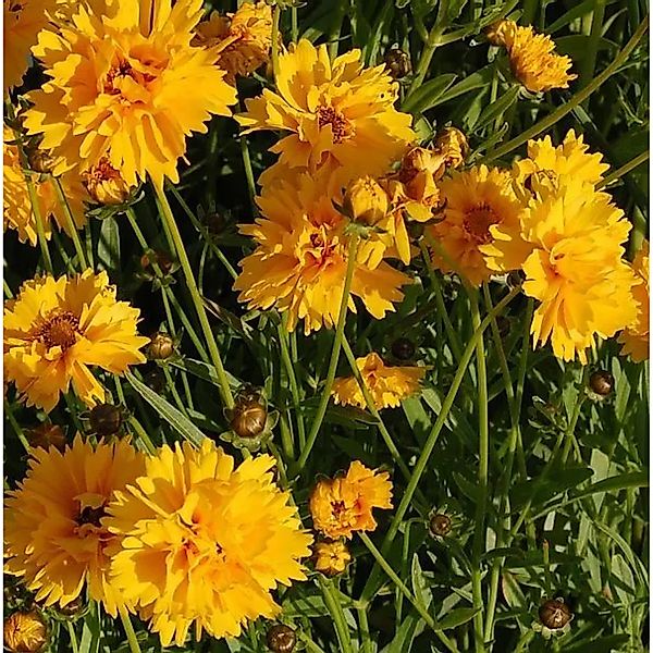 Mädchenauge Early Sunrise - Coreopsis grandiflora günstig online kaufen