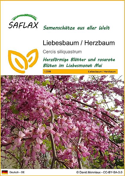 SAFLAX Blumensamen SAFLAX - Liebesbaum - günstig online kaufen