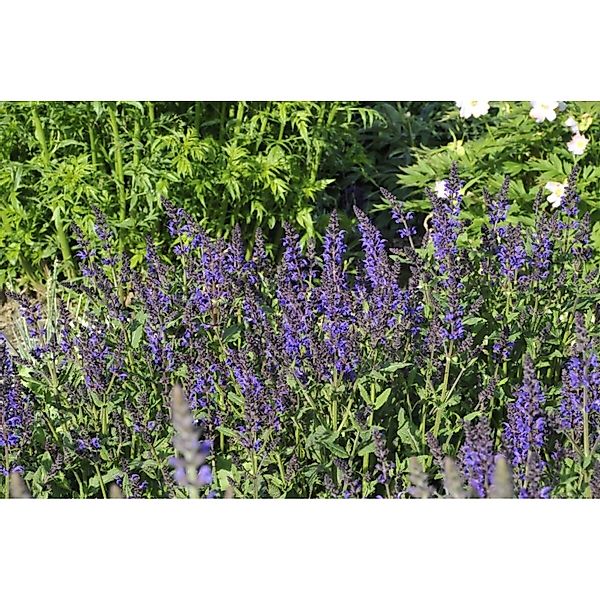Salvia Nemorosa Viola Klose Steppen-Salbei Ca. 9x9 cm Topf günstig online kaufen