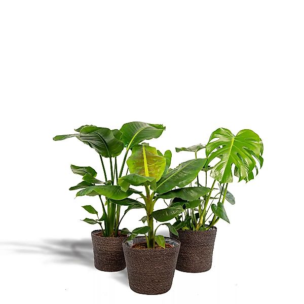Hello Plants | Set mit 3 Zimmerpflanzen im Korb Monstera, Bananenpflanze & günstig online kaufen