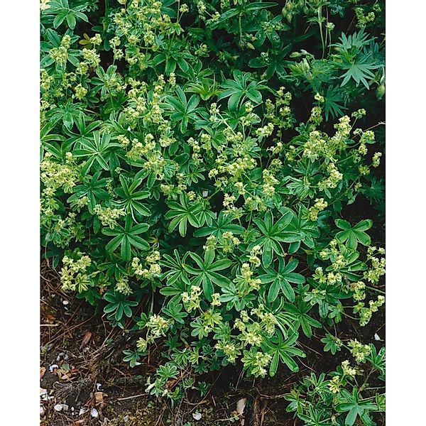 Alchemilla Saxatilis Ca. 9x9 cm Topf günstig online kaufen