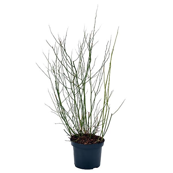 Ranunkelstrauch Golden Guinea Höhe ca. 50-60 cm Topf ca. 4,5 l Kerria japon günstig online kaufen