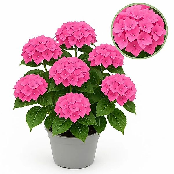 Exotenherz Hortensia Hydrangea Forever & Ever Rosa 7-12 Blühten 23cm Topf günstig online kaufen