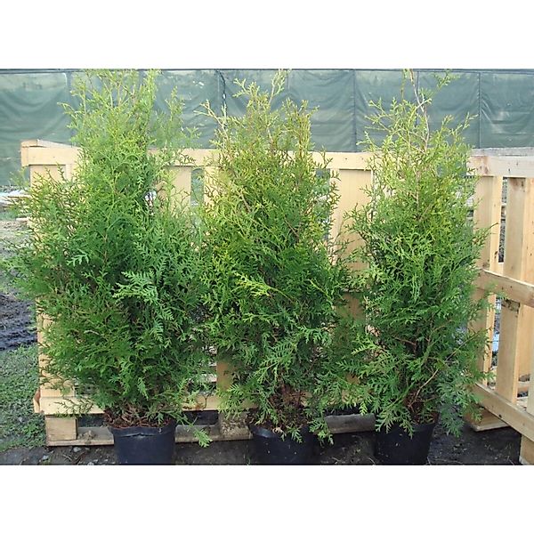 Thuja occidentalis 'Brabant' 175-200 cm günstig online kaufen