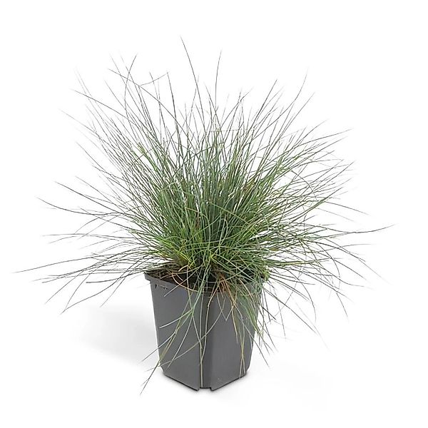 Exotenherz Ziergras Blauschwingelgras Festuca Glauca Elijah Blue 9cm Topf S günstig online kaufen