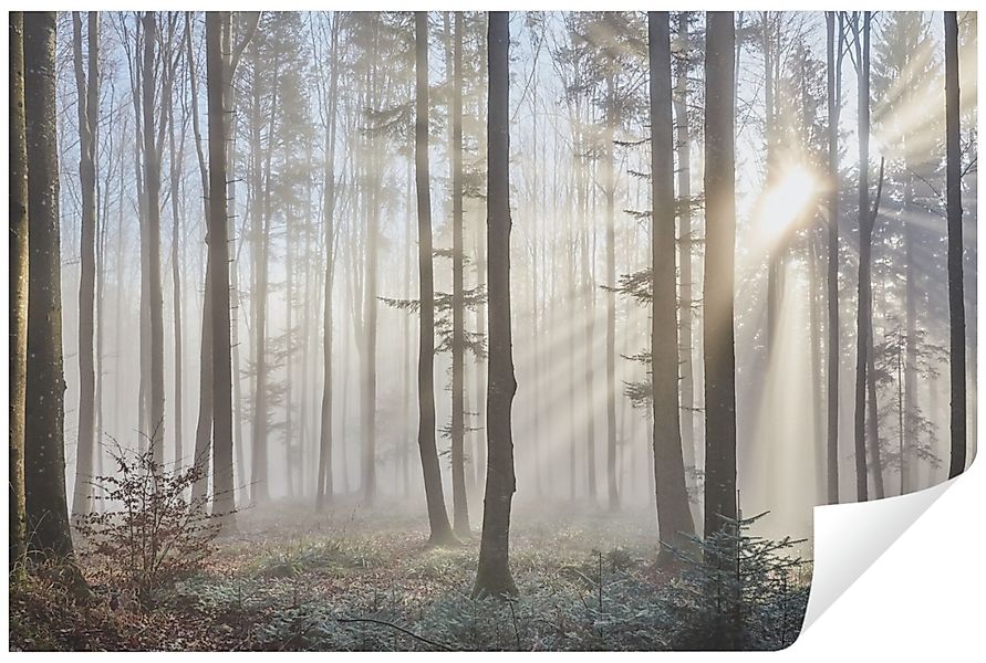 Wallarena Fototapete Wald im Nebel Natur günstig online kaufen