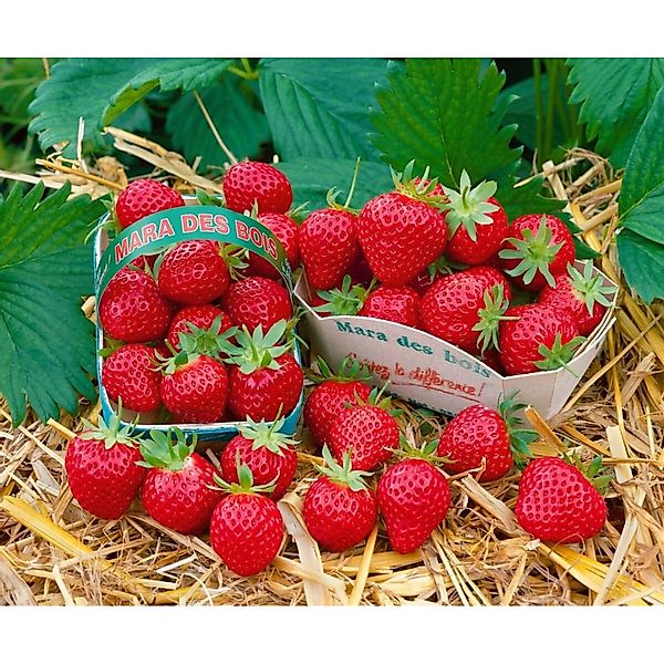 Fragaria Mara Des Bois -S- Erdbeere Aromatisch Ca. 9x9 Cm Topf günstig online kaufen