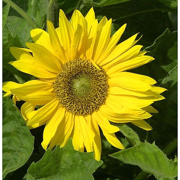 Sonnenblume Sunshine Triomphe de Gand - Helianthus decapetalus günstig online kaufen