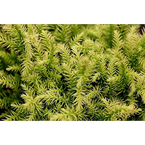 Cryptomeria Japonica Vilmorin Gold Japanische Sicheltanne Goldgelb 20–25 cm günstig online kaufen