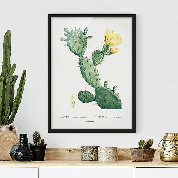 Bild mit Rahmen Blumen - Hochformat Botanik Vintage Illustration Kaktus mit günstig online kaufen