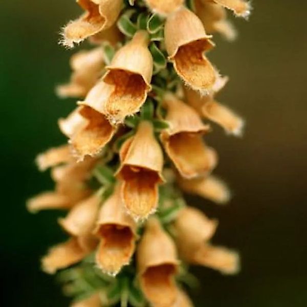 Fingerhut Gelber Herold - Digitalis ferruginea günstig online kaufen