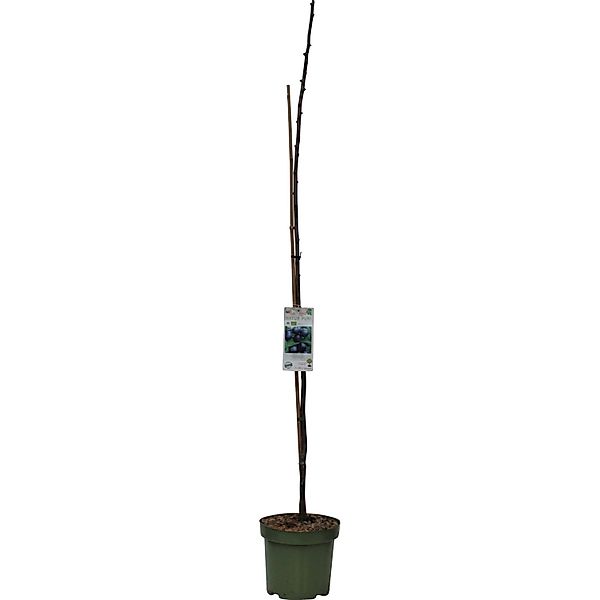 GROW by OBI Bio Säulenpflaume Höhe ca. 40 - 60 cm Topf ca. 7,5, günstig online kaufen