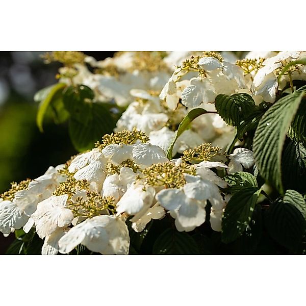 Viburnum Plicatum Pink Beauty Japanischer Schneeball Rosa 100–125 cm günstig online kaufen