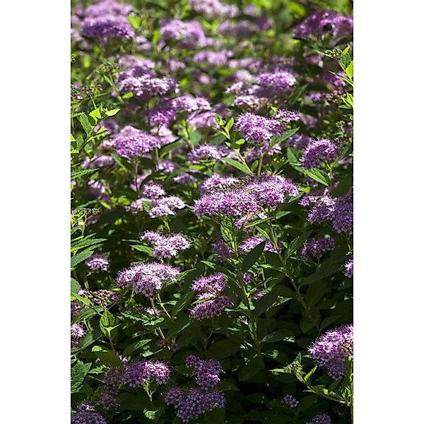 Spiraea Japonica Japanische Zwergspiere 20 - 30 cm günstig online kaufen