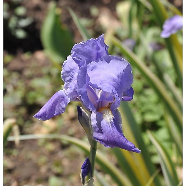 Bleiche Schwertlilie Variegata - Iris pallida günstig online kaufen