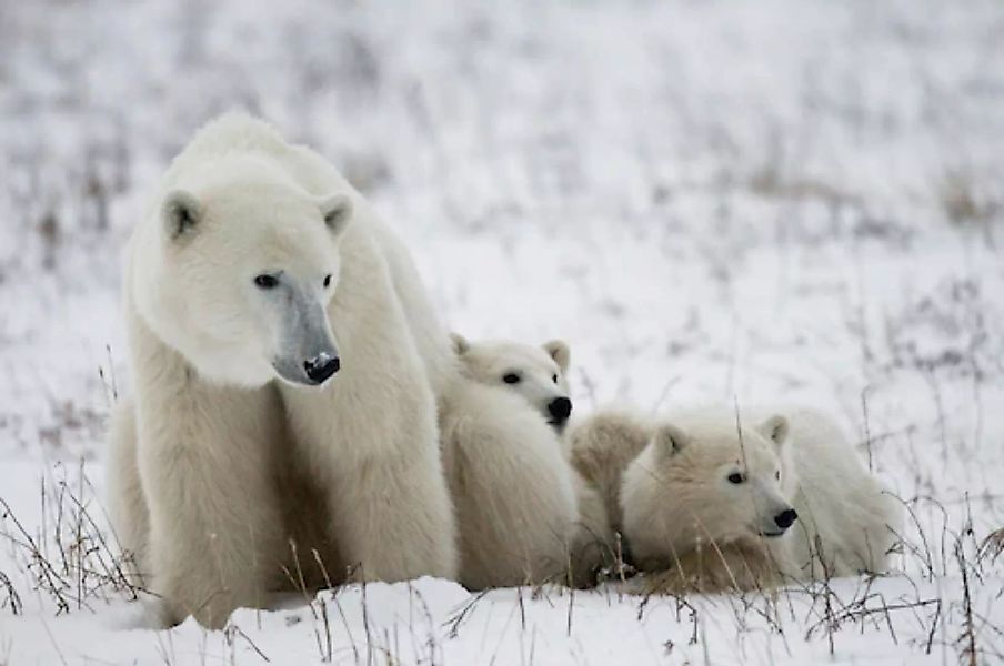 Papermoon Fototapete »Eisbär mit Jungen« günstig online kaufen