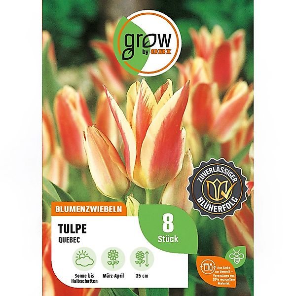 GROW by OBI Tulpe Quebec Rosa 8 Stück Tulipa greigii Quebec günstig online kaufen