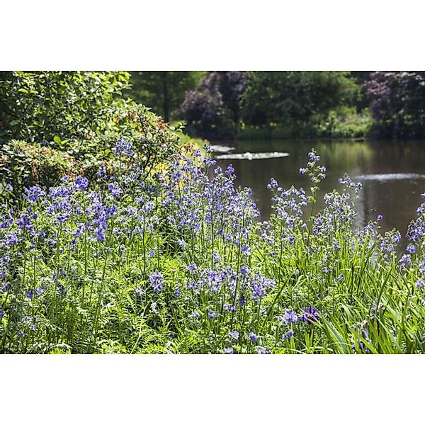 Polemonium Caeruleum Himmelsleiter Ca. 9x9 cm Topf günstig online kaufen
