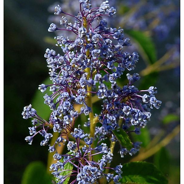Säckelblume Henry Desfosse 40-60cm - Ceanothus delilianus günstig online kaufen