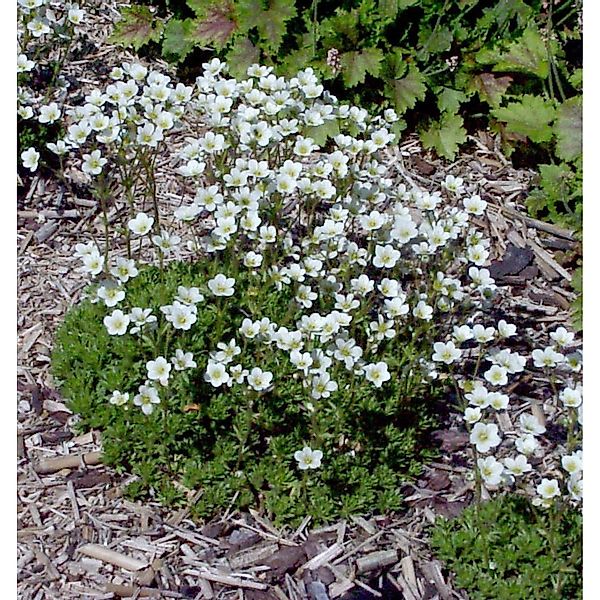 Moossteinbrech Alba - Saxifraga apiculata günstig online kaufen