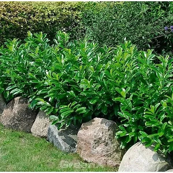 Kaukasische Lorbeerkirsche 40-60cm - Prunus,aurocerasus günstig online kaufen