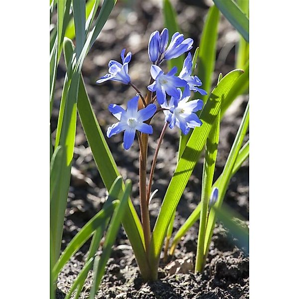 Scilla Siberica Sibirischer Blaustern Ca. 9x9 cm Topf günstig online kaufen