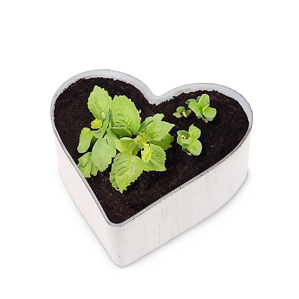 matches21 HOME & HOBBY Blumentopf Herz günstig online kaufen