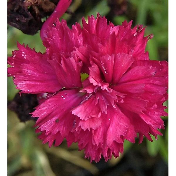 Federnelke Heidi - Dianthus plumarius günstig online kaufen