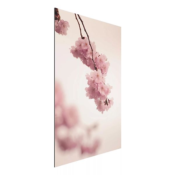 Alu-Dibond Bild Zartrosane Frühlingsblüte mit Bokeh günstig online kaufen