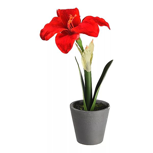Amaryllis im Topf ca.24cm, rot günstig online kaufen