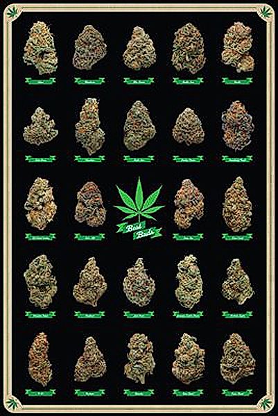 Close Up Poster Cannabis Poster Best günstig online kaufen